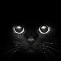SirDivineCat