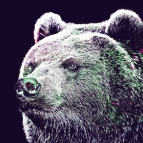 Psychede1icBear
