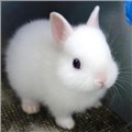 Happy_Bunny