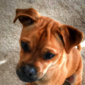 Dezel