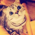 WittyKitty