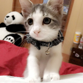 sobakimi