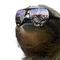 ImaSloth