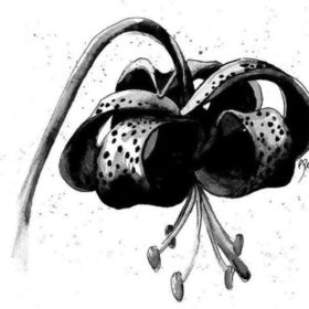 WiltedLily306