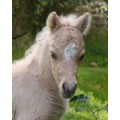 minimehorses