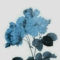 Primrose21