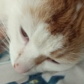sadkitty101