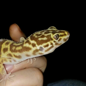 the_banana_king
