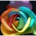 rainbowninjapancakes