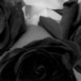 rosejay17