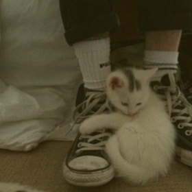 angelicalien