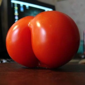 Thiccy