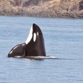 WhaleWhisperer