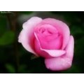 littlemiss_sunshine