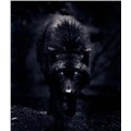 Blackwerewolf