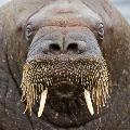 Walrus_au