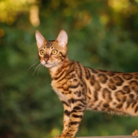 GreggorySmittens