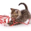 bigstringknoms