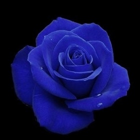 Mybeautifulrose