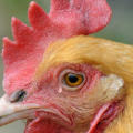 notlarrybird