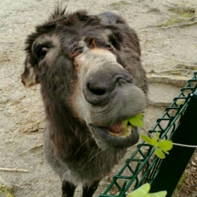 HUGOCI