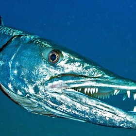 Barracuda897