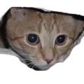 CeilingCat