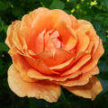 _SweetCaress_